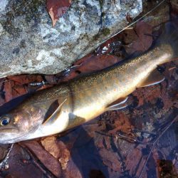 雪の残る渓流でルアーフィッシング ～長良川水系～